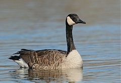 Canada Goose